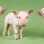 Many major food producers say they won't use cloned animals in their products Many major food producers say they won't use cloned animals in their products
