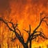 3272217546_b19d36f81d_australiabushfire_70 3272217546_b19d36f81d_australiabushfire_70