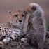 earthtakcheetahs