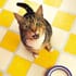 earthtalkcats_70