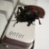 conficker_bug_300_70 conficker_bug_300_70