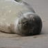 earthtalkmonkseals_70 earthtalkmonkseals_70