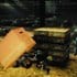 2snakes1box 2snakes1box