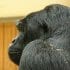 gorillasmall gorillasmall