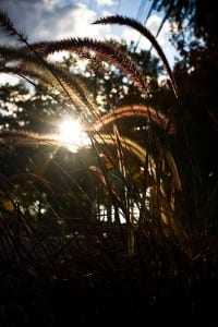 Cat tails and sunshine alongside a Virginia road
