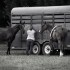 Horse country