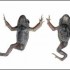 limblessfrogs