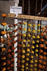 _MG_0420t