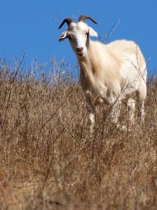 Goat One of California's newest fire-fighitng recruits.