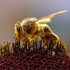 800px-Bees_Collecting_Pollen_2004-08-14