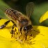 bees