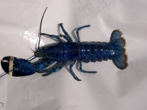 Close-up on the single-clawed blue lobster. (Media credit/Courtesy of Wayne Marshall)
