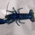 Close-up on the single-clawed blue lobster. (Media credit/Courtesy of Wayne Marshall) Close-up on the single-clawed blue lobster. (Media credit/Courtesy of Wayne Marshall)