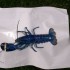 A protein mutation in one in every 2 million lobsters turns them blue. (Media credit/Courtesy of Wayne Marshall) A protein mutation in one in every 2 million lobsters turns them blue. (Media credit/Courtesy of Wayne Marshall)