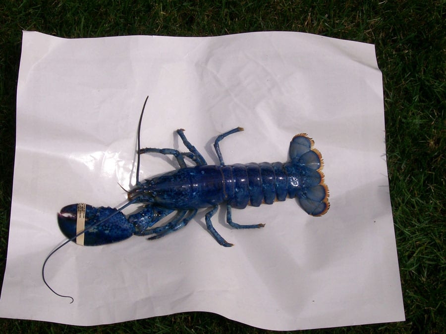 Close-up on the single-clawed blue lobster. (Media credit/Courtesy of Wayne