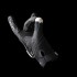 peregrine_3_black