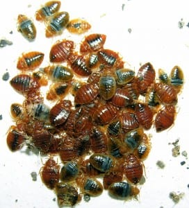 bedbugs_ew