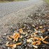 EarthTalk: Cigarette butt litter