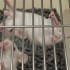 lab_mice