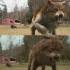 wolfbeforeafter-560x460