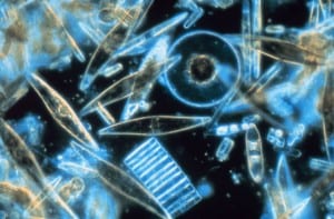 EarthTalkPlankton1