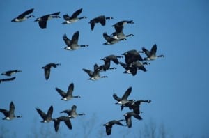 EarthTalkMigratoryBirds