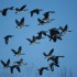 EarthTalkMigratoryBirds