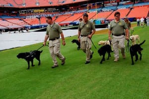 K-9 teams doing a sweep of Sun Life's field