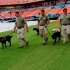 K-9 teams doing a sweep of Sun Life's field