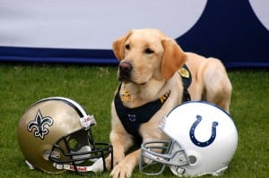 K-9's are helping to secure Sun Life Stadium for Sunday's Super Bowl