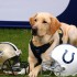 K-9's are helping to secure Sun Life Stadium for Sunday's Super Bowl
