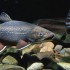 EarthTalk: Food waste? Trouts in trouble?