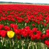 Single_yellow_tulip_in_a_field_of_red_tulips