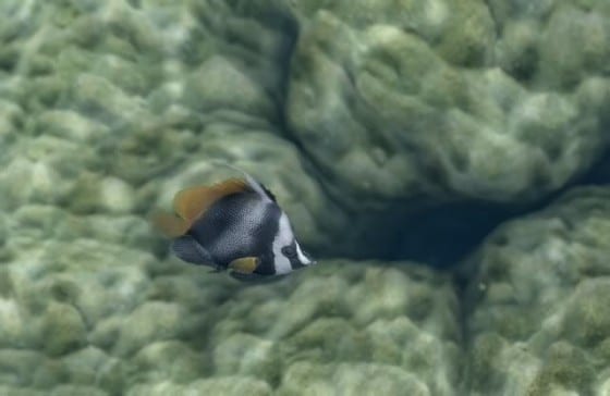 Fish!