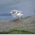 A plover chick. (Media credit/The Massachusetts Audubon Society)