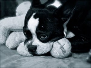 Toby, after a hard day's work