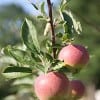 apples-1