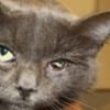 in-the-news-surrendered-cat-following-blood-test-at-mspca-boston_photo-by-brian-adams_mspca-angell