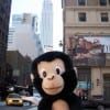 moshe monkey