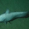 Scientists speculate that some 10 million different species may inhabit the deep sea. Pictured: a ghostly grenadier on the Davidson Seamount, an undersea mountain 75 miles off the coast of Central California. The seamount is 7,480 feet tall, yet its summit is still 4,101 feet below the sea surface. (NOAA)