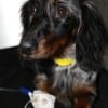 Press - Lola at Angell Animal Medical Center's Emergency and Critical Care Unit Photo Brian Adams MSPCA-Angell Press - Lola at Angell Animal Medical Center's Emergency and Critical Care Unit Photo Brian Adams MSPCA-Angell