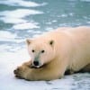 Climate change is causing substantial amounts of offshore sea ice to retreat at a record pace; it is a situation that does not bode well for the future of polar bears. (Getty Images)