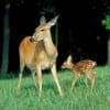 Animal advocacy groups argue that outdated wildlife management guidelines and land management policies contribute to deer overpopulation problems. For one, since hunters mainly prize antlered males, which will mate with multiple females, a resulting ratio of eight females for every male in the wild sets the stage for a population explosion. Pictured: a female white-tailed deer and her fawn. (Media credit/Jupiter Images via Thinkstock)