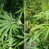 Legalizing pot (left-hand image), some say, would eliminate many negative environmental impacts associated with clandestine growing and illegal smuggling. It would also likely open the door for the legalization of hemp (right-hand image), a relative of the cannabis plant that can't get you high but could help us sustainably meet a good amount of our fiber and fuel needs. (Wikipedia)