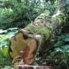 Timber thefts appear to be on the rise and losses in Mississippi alone were estimated to be $3 million over the last five years. Pictured: the aftermath of a timber theft (in this case, maple) in Washington State. (Courtesy of the Washington State Department of Natural Resources)