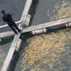 Farm-raised fish can still absorb mercury, since most fish farms are located in the ocean, close to or abutting the shoreline. They can also absorb PCBs and dioxins, as the near-shore waters they occupy are the first stop for run-off from land-based sources of pollution. Pictured: A fish farm in Shanghai. (Media credit/Ivan Walsh)
