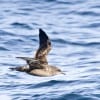 Migratory birds face many threats, including human development that displaces wetlands, hunting, obstructions like offshore oil rigs -- and climate change, which is affecting migration cycles and breeding patterns. Pictured: a Sooty Shearwater, which migrate 9,000 miles between nesting sites in the Falkland Islands and feeding sites in the North Atlantic Ocean. (Media credit/Mike Baird)