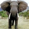 AfricanElephant111 AfricanElephant111
