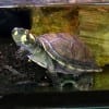 Debt-for-nature swaps are agreements whereby a portion of a developing nation’s foreign debt is forgiven in exchange for local investments in environmental conservation measures. Pictured: a Yellow Spotted River Turtle in Bolivia's Beni Biosphere Reserve, the location of the very first debt-for-nature swap, brokered by the non-profit Conservation International in 1987 (Open Cage)