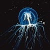 jellyfish jellyfish